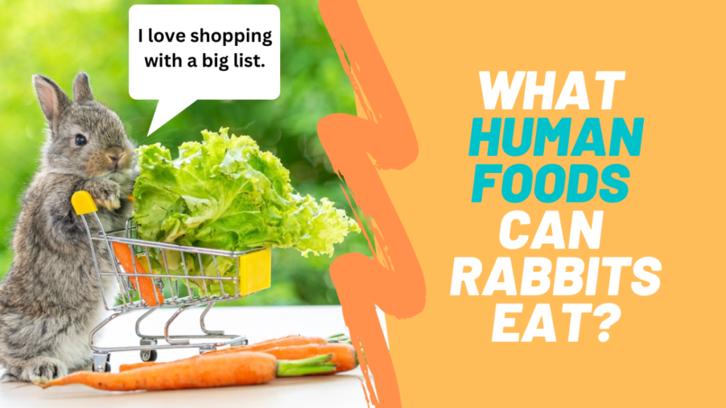Can Rabbits Eat Cucumbers? A Vet-Approved Feeding Guide