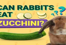 Can Rabbits Eat Cucumbers