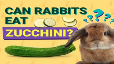 Can Rabbits Eat Cucumbers