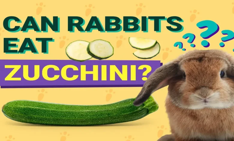 Can Rabbits Eat Cucumbers